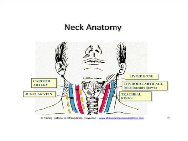 Neck Anatomy